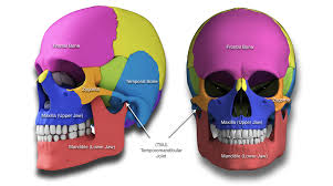 Facial Trauma Surgery - Fractures of Face